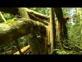 Documental  Selva tropical, el secreto de la vida