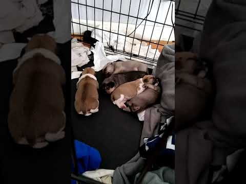 Heres a video of princess