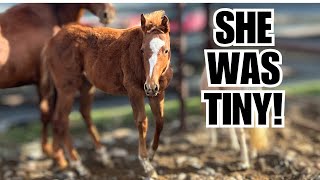 $25 Auction RESCUE horse ~ 2 year Transformation! ❤️