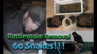 Removing 60 RATTLESNAKES From a Den Under House