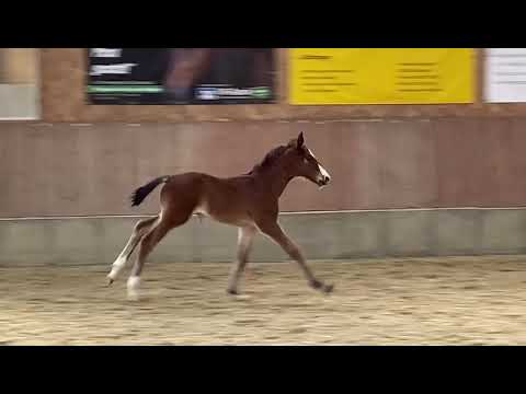 HF v. Forlee-Vulkano-Contender, 04.2022, Züchter Rittstieg