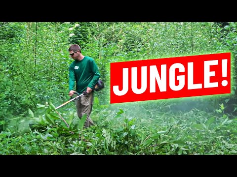 download lagu mp3 mp4 Tall Weeds, download lagu Tall Weeds gratis, unduh video klip Tall Weeds