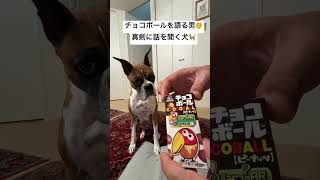 チョコボールを語る男、真剣に話を聞く犬 #保護犬との暮らし #保護犬を家族に #保護猫と暮らす #犬と猫のいる暮らし #甘えん坊犬