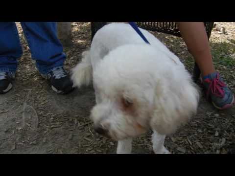 Karen, an adopted Poodle in Houston, TX_image-1