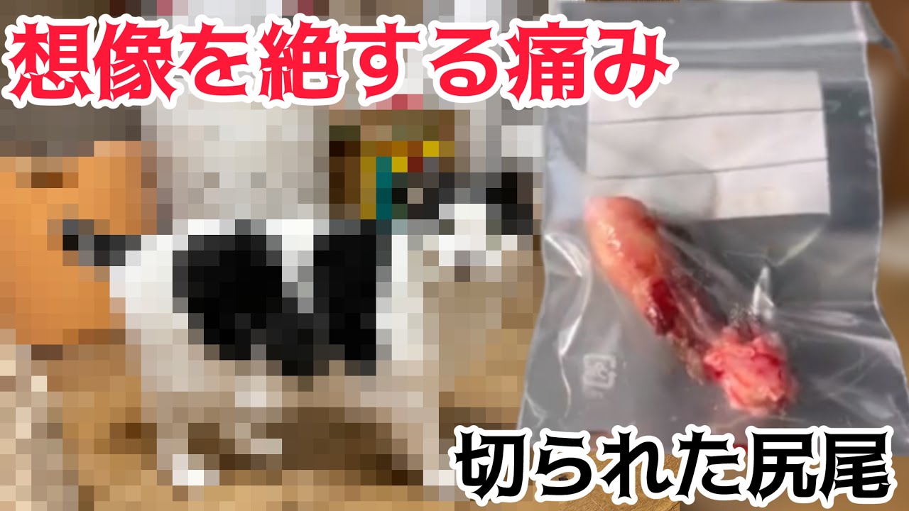 真菌まみれ‼️尻尾を切断した猫　ふじ子の近況報告