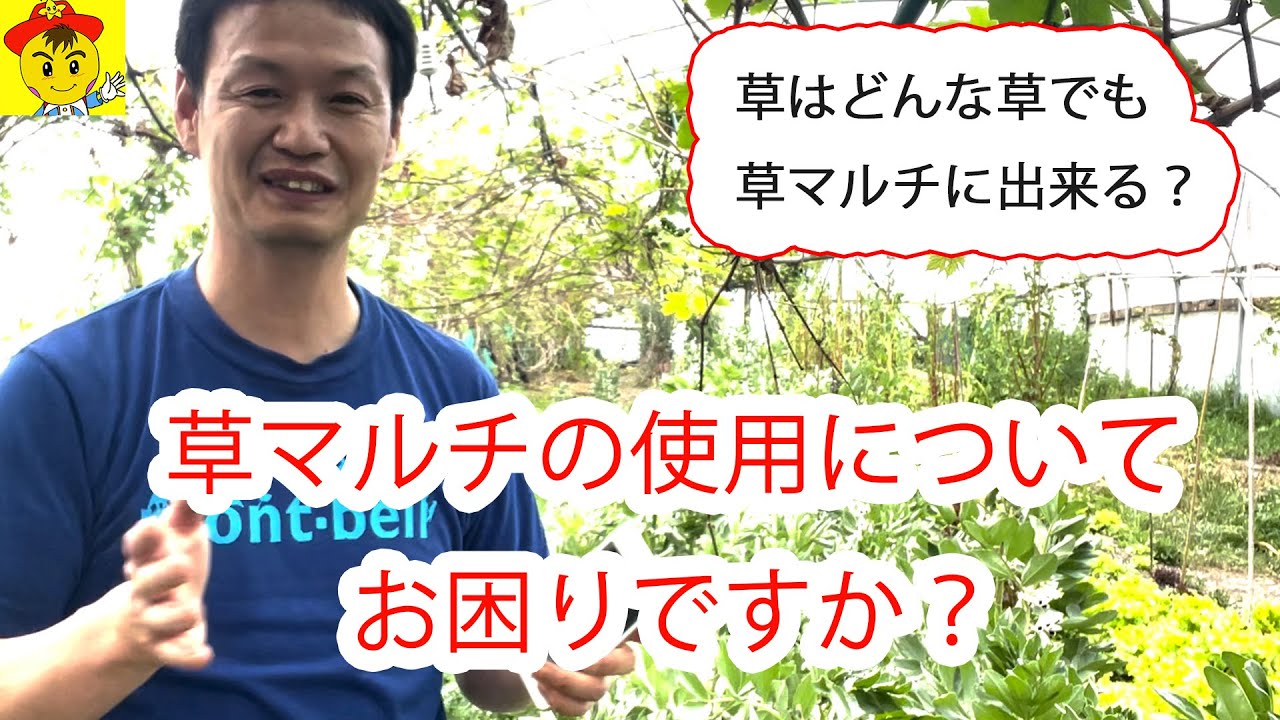草マルチの草選びと風対策|自然栽培の実践Q&Aまとめ
