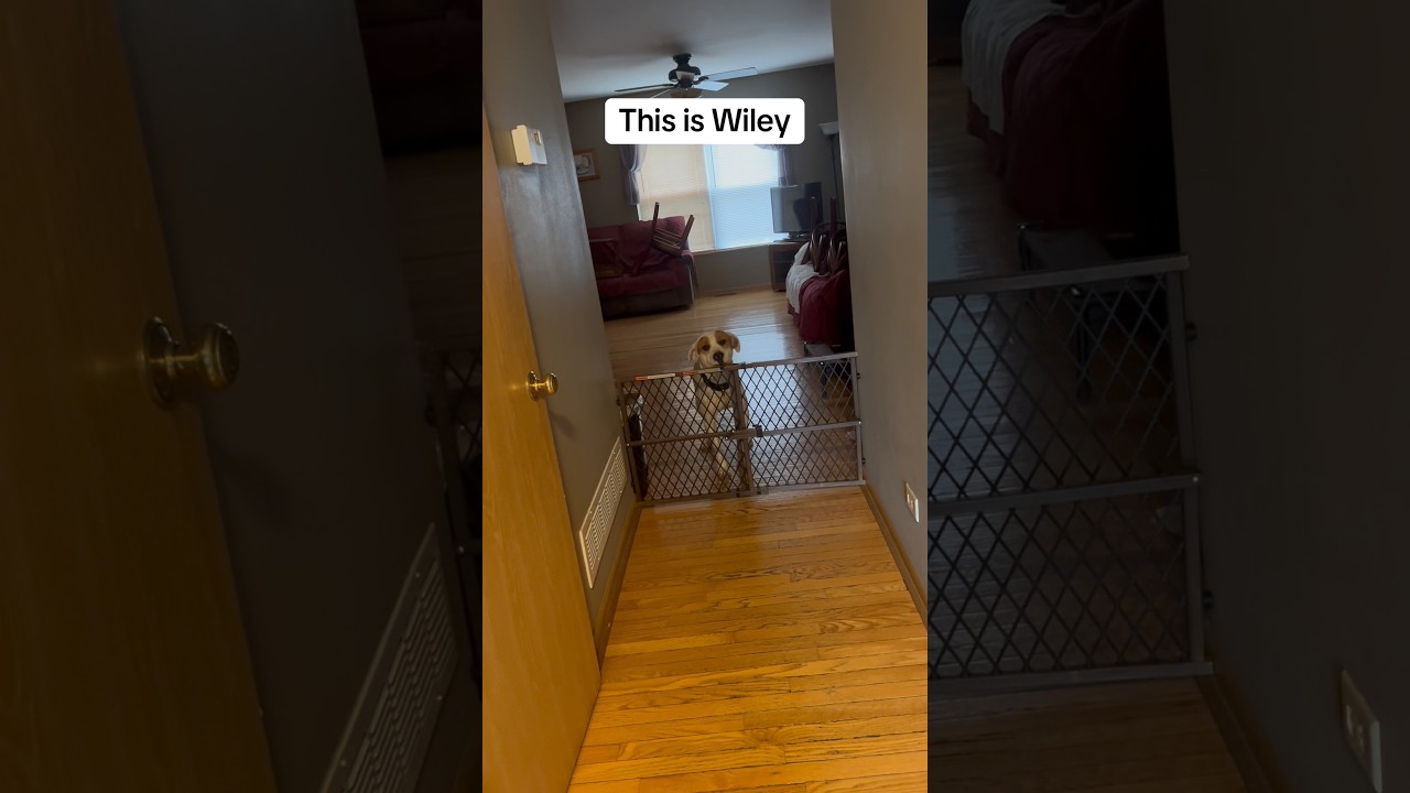Enlarge Wiley, a Adoptable mixed breed in Huntley, IL video 2/6