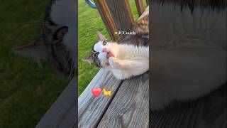 Download lagu Relaxing kaayo🐈❤️#cat #shorts #kitty mp3