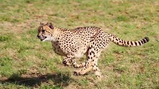 Incredible Cheetah Experience in South Africa