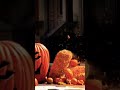 Nickelodeon Bumper 2015