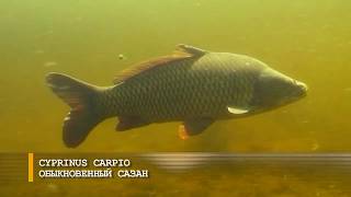 Сколько лет живет сазан
