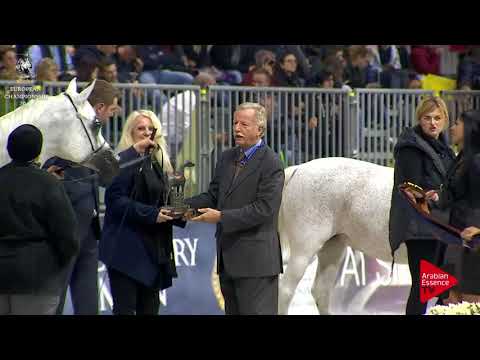 BRONZO N.195 EKSPULSJA - Verona 2017 - Senior Mares Championship (Class 17)