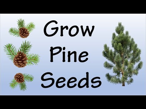 How To Grow Pine Tree From Seeds