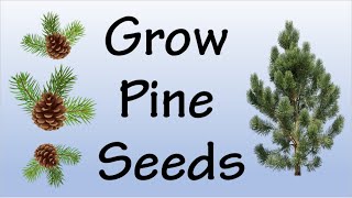 How To Grow Pine Tree From Seeds