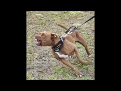 ACCESORIOS CANINOS DANIZ