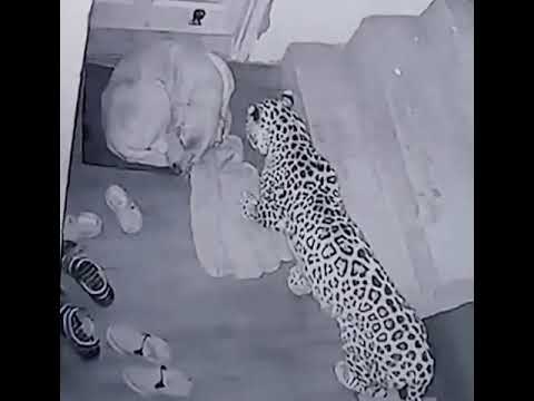 Leopard Creeps Up on Sleeping Dog