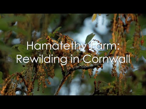 Hamatethy Farm: Rewilding in Cornwall