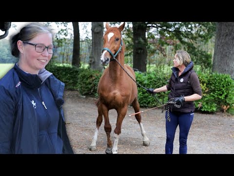 Pferdebesitzerin ist sprachlos über die Verwandlung ihres Pferdes nach 3 Tagen auf Hof Eicheneck