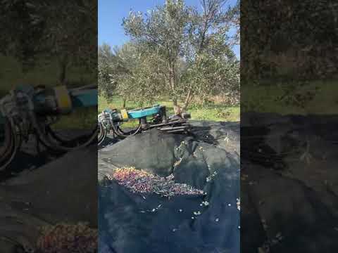 Spedo Fruipick Zeytin Hasat Makinesi - 2021 İzmir Teslimatımızdan