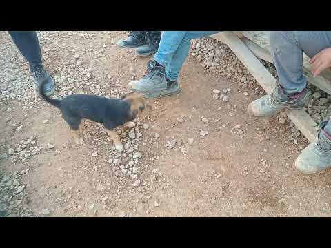 dog play# puppies play# abdul kahar vlog# Europe# Serbia