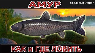 Рыбалка как поймать амура в