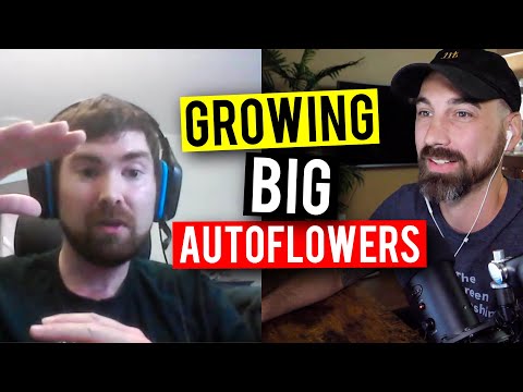 How To Grow Huge Autoflower Plants! (Garden Talk Episode #20)