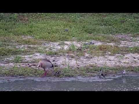 Djuma: Egyptian Goose family - 09:18 - 12/25/21
