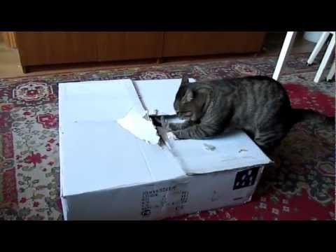 Cat Always Achieves His Goal