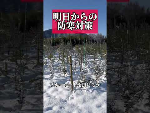 初霜から庭を守るための効果的で安価な 4 つの方法!  庭園
