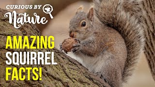 How Do Squirrels Bury Their Food? Amazing Squirrel Facts