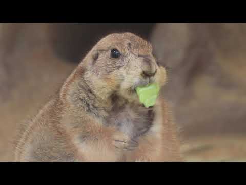 おうちでｚｏｏ 巣穴に餌を運べるかな オグロプレーリードッグ 河北新報オンラインニュース Online News