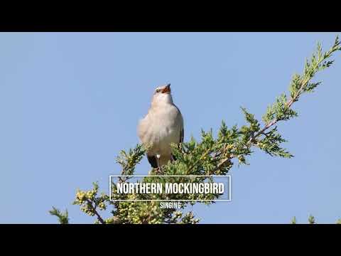 A NORTHERN MOCKINGBIRD SINGS