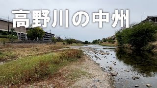 【高野川の中州】飛び石付近（2025年10月3日）