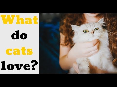 What do cats love