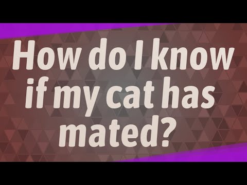 How do I know if my cat has mated?