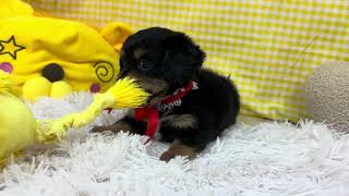 ハーフ犬の動画01