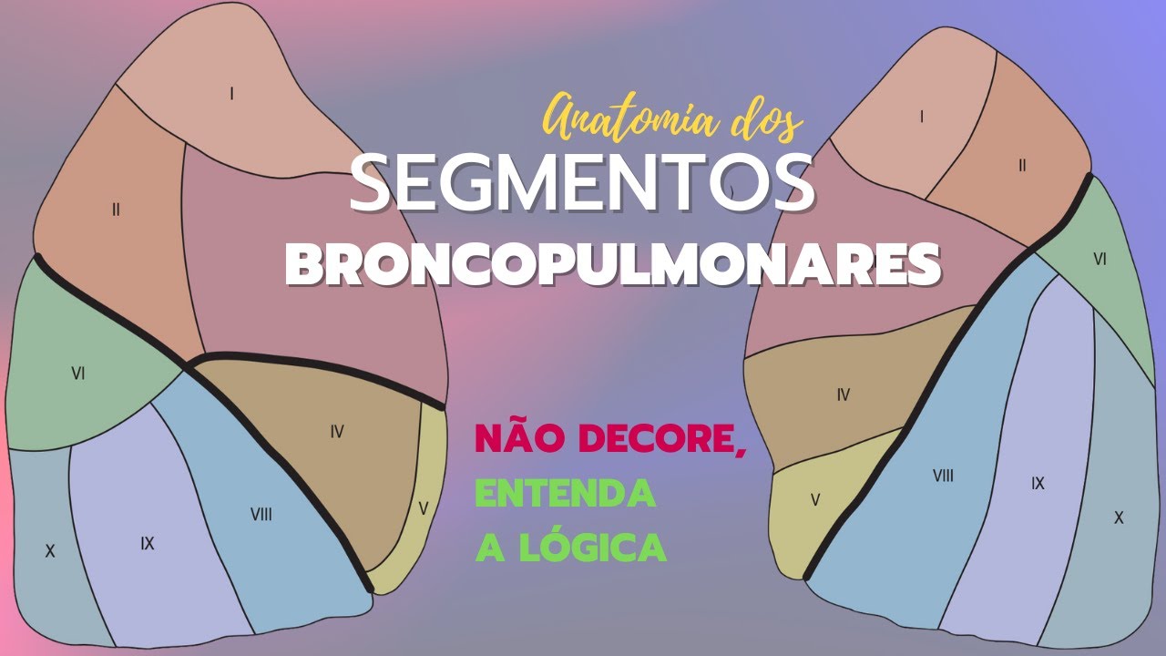 Anatomia dos segmentos broncopulmonares
