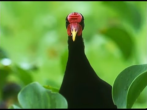 Lily-trotters mating rituals Attenborough Trials of Life BBC #01