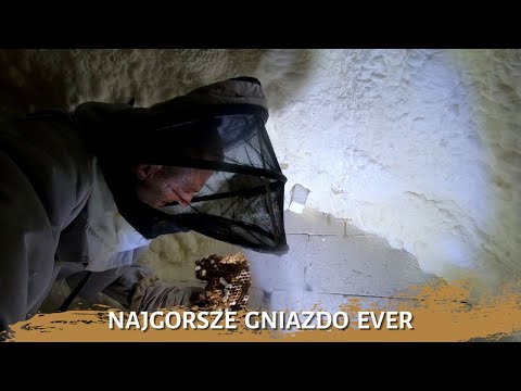Najgorsze gniazdo szerszeni ever - usuwanie gniazda szerszeni