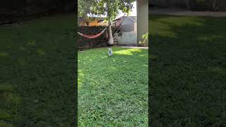 Video preview image #1 Chihuahua-Colonial Cocker Spaniel Mix Puppy For Sale in Corona, CA, USA