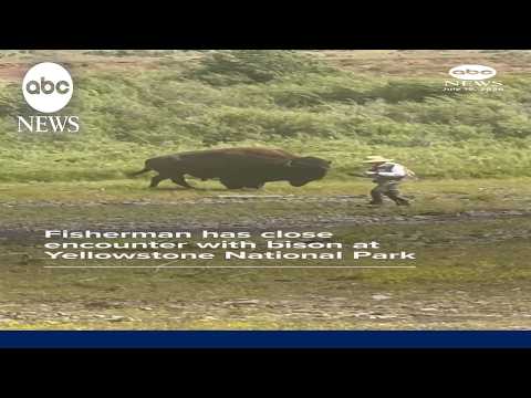 Fisherman has close encounter with bison at Yellowstone National Park