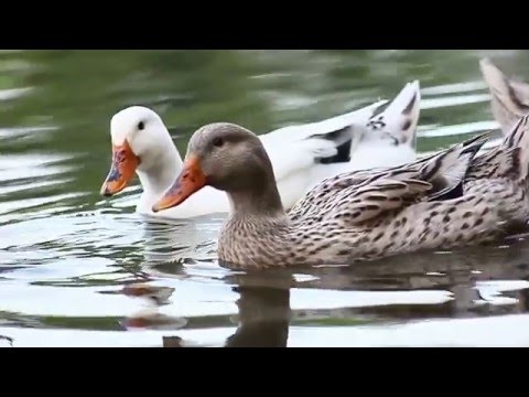 Bordi - Like a Heaven