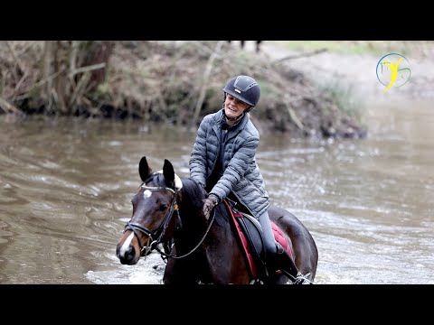 In Aufrichtung reiten erarbeiten - Jungpferd im Reittraining bei Ariane Telgen