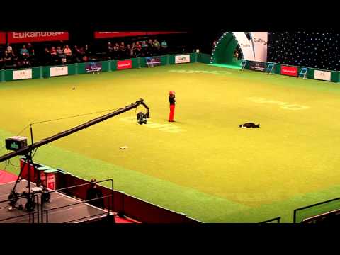 heelwork to music crufts 2012 england