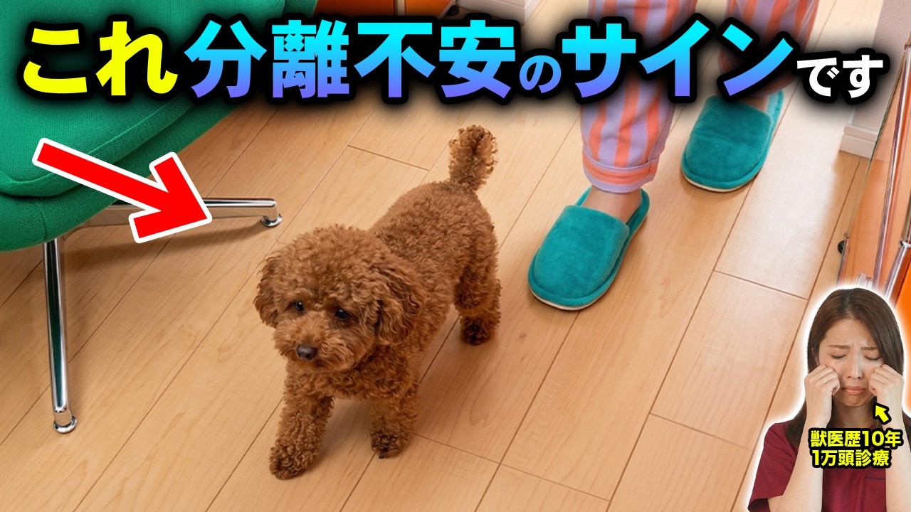 【見逃し注意】留守番しすぎの犬が見せる助けてのサイン7選