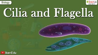 Cilia and Flagella | Class 11 Biology | Structural Organization of the Cell | iKen