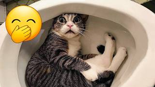 愛らしい猫と犬 2026 🤎 好奇心いっぱいの猫 | かわいいペットチャンネル