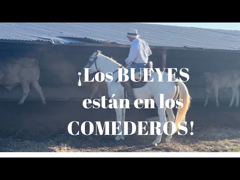 ‼️Los BUEYES están en LOS COMEDEROS‼️