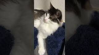 カーテンに隠れていた猫【ノル猫ミロシー】 #shorts
