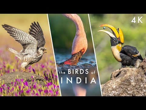The Extraordinary BIRDS OF INDIA - Let There Be FLIGHT | Planet Earth II & Hans Zimmer Tribute